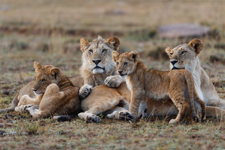 Top 10 Safari Experiences in Tanzania: From Serengeti Big Five to Hidden Gems
